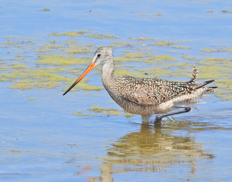 Marbled Godwit