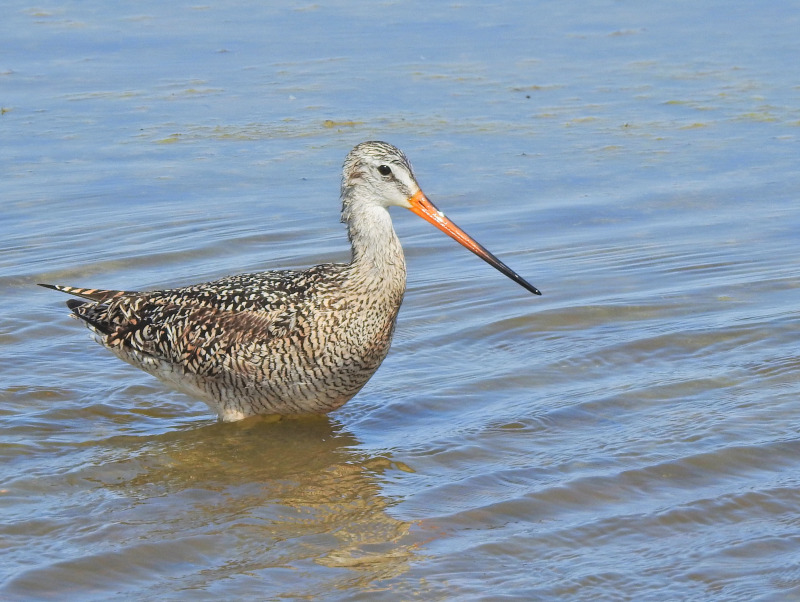 Marbled Godwit