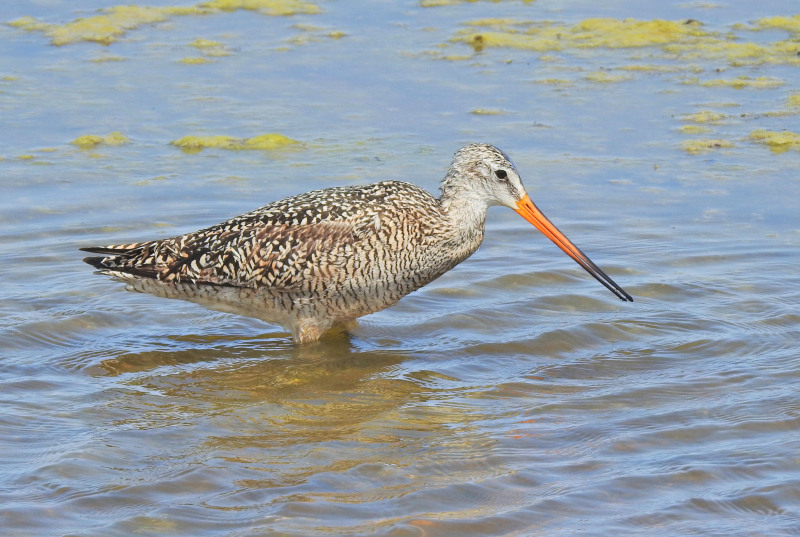 Marbled Godwit