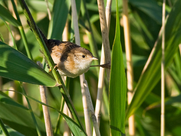 Marsh Wren