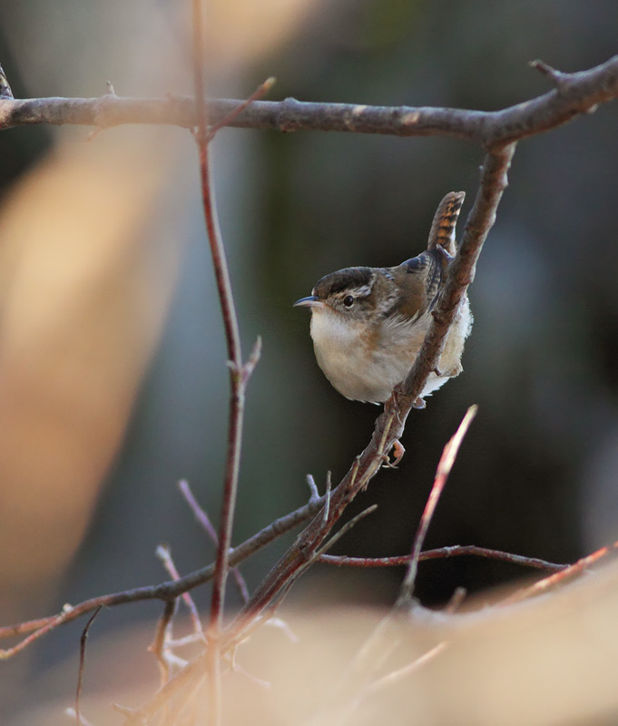 Marsh Wren