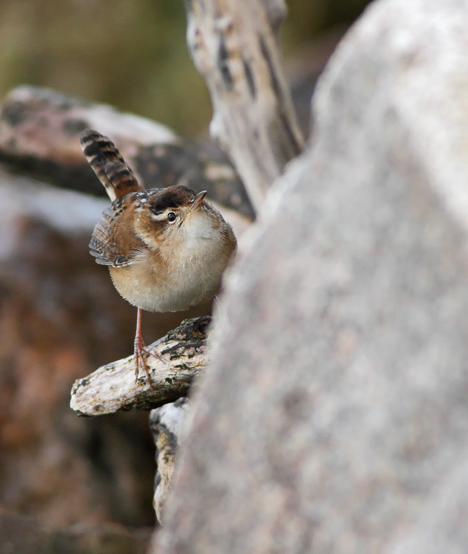 Marsh Wren
