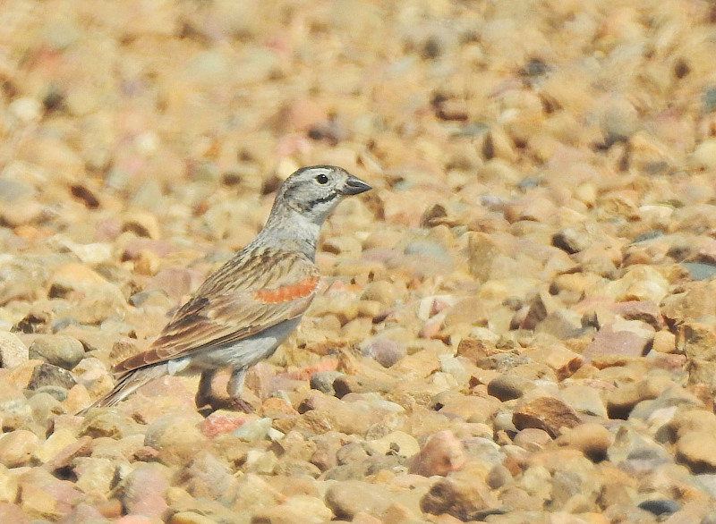 McCown's Longspur