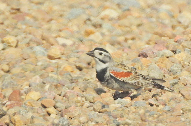 McCown's Longspur