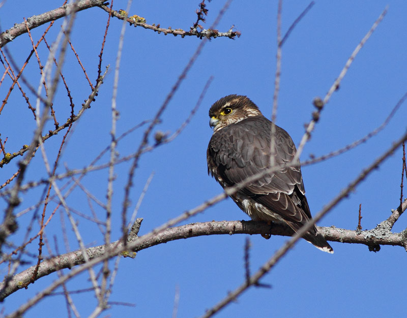 Merlin