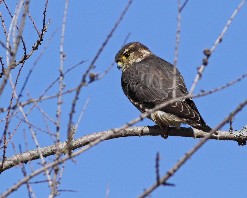 Merlin