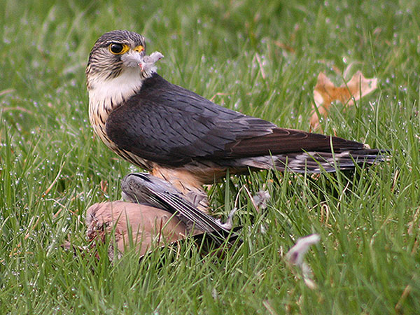 Merlin