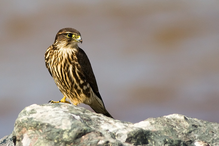 Merlin