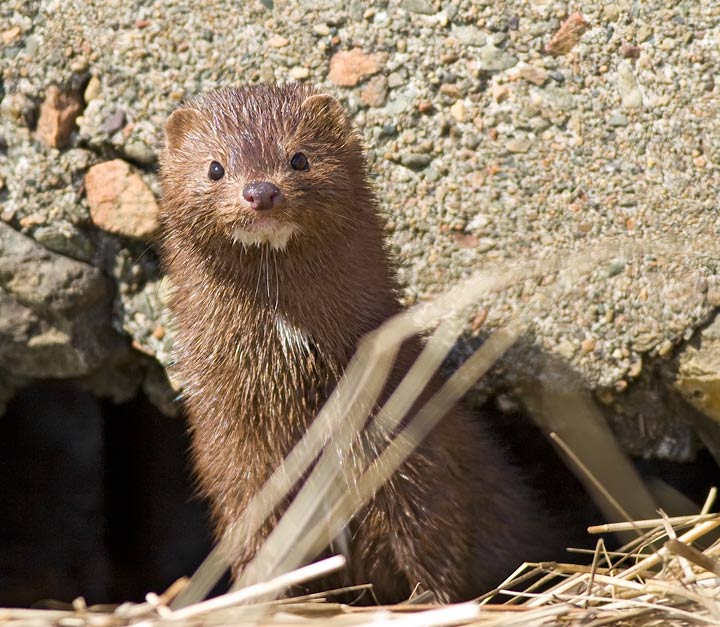 Mink