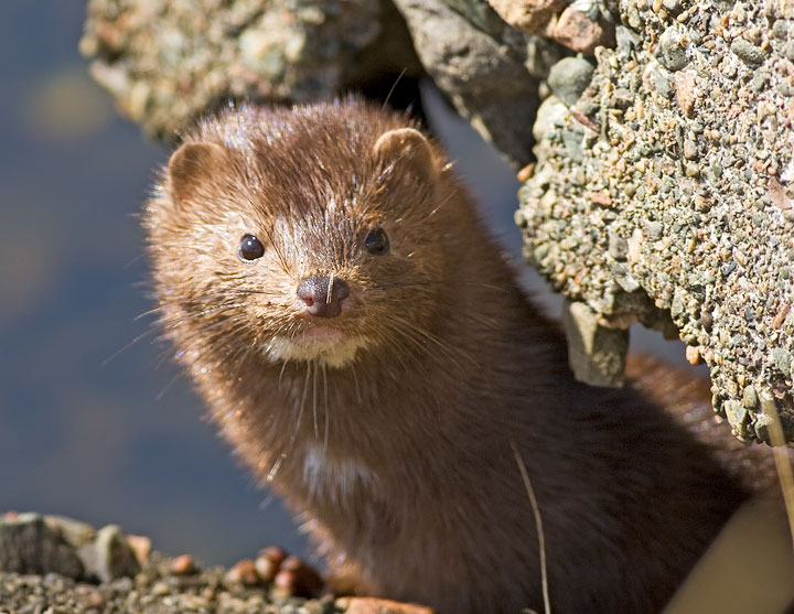 Mink