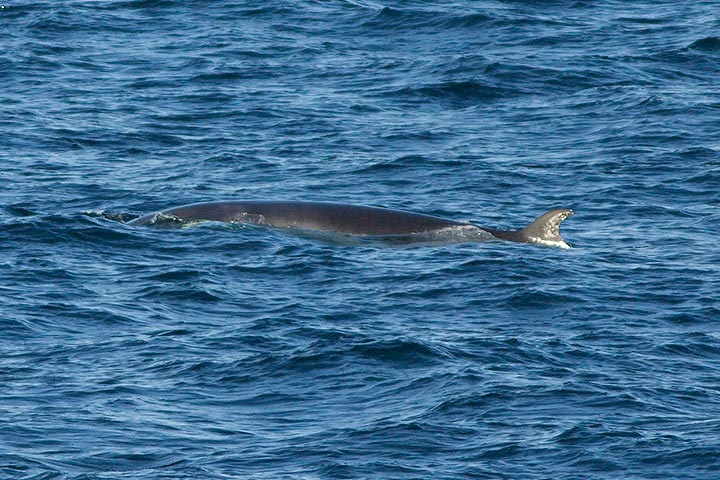 Northern Minke Whale
