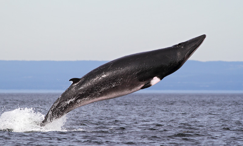Minke Whale