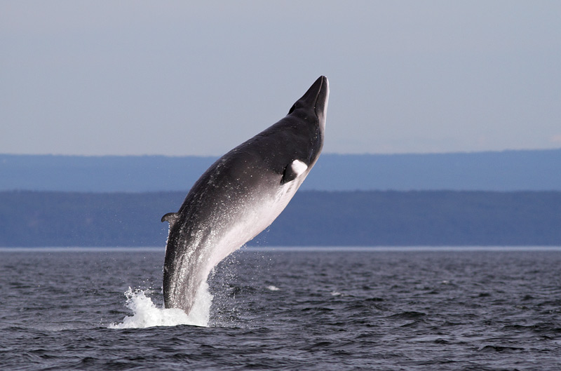 Minke Whale
