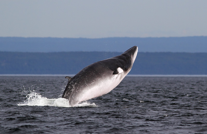 Minke Whale