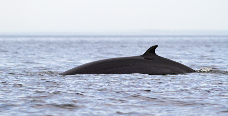 Minke Whale