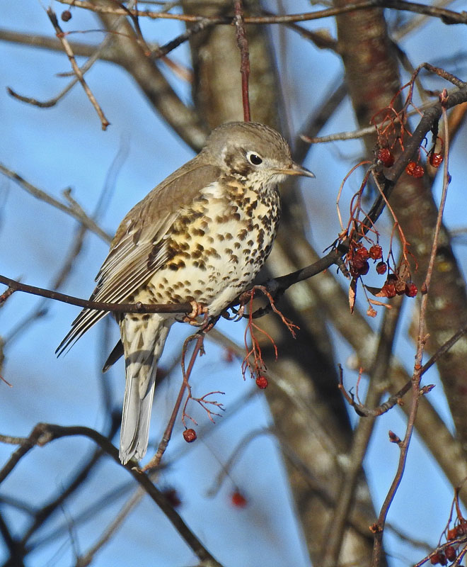 Mistle Thrush