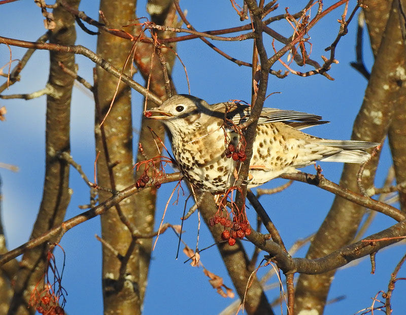 Mistle Thrush