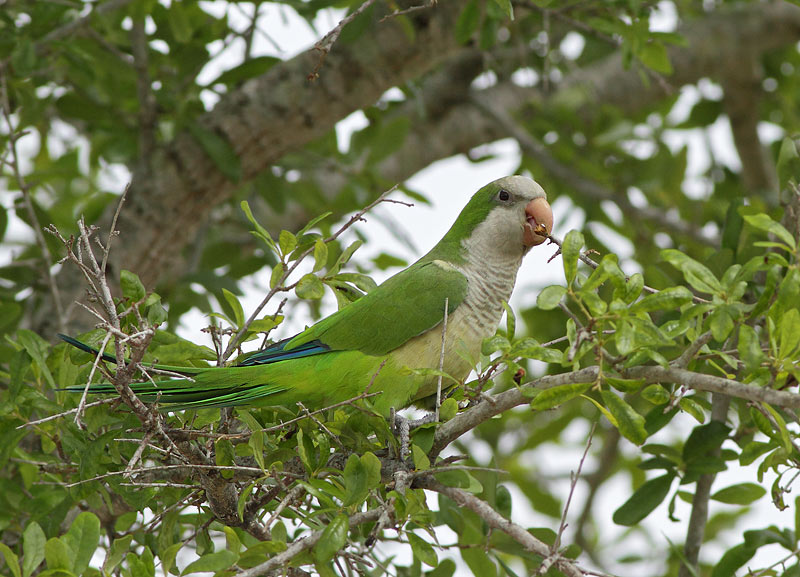 Monk Parakeet