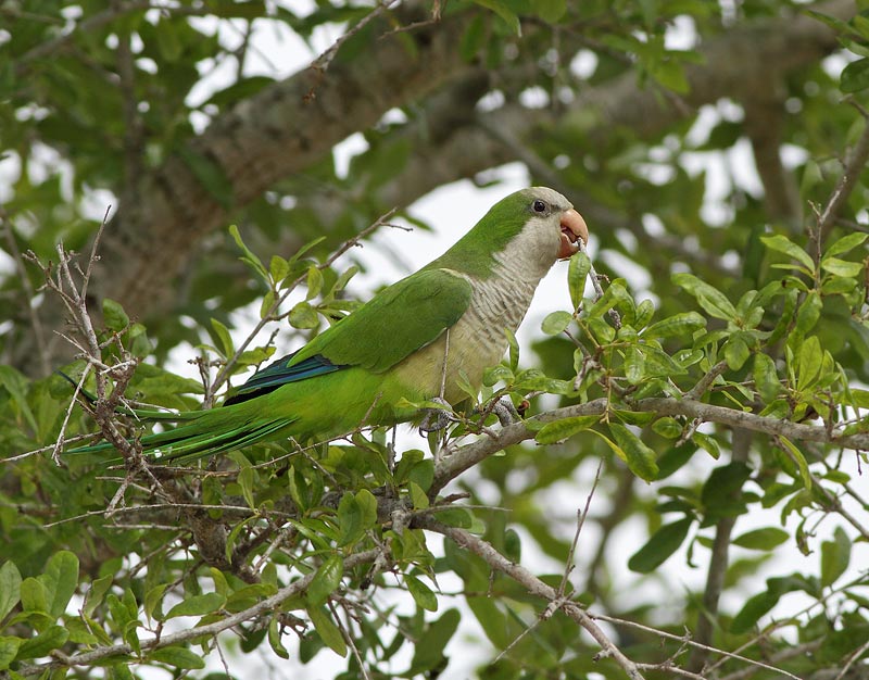Monk Parakeet