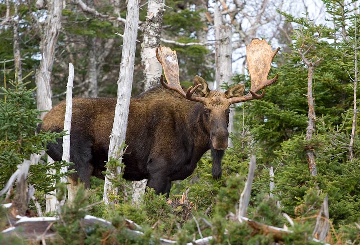 Moose