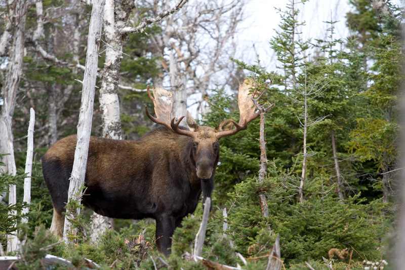 Moose