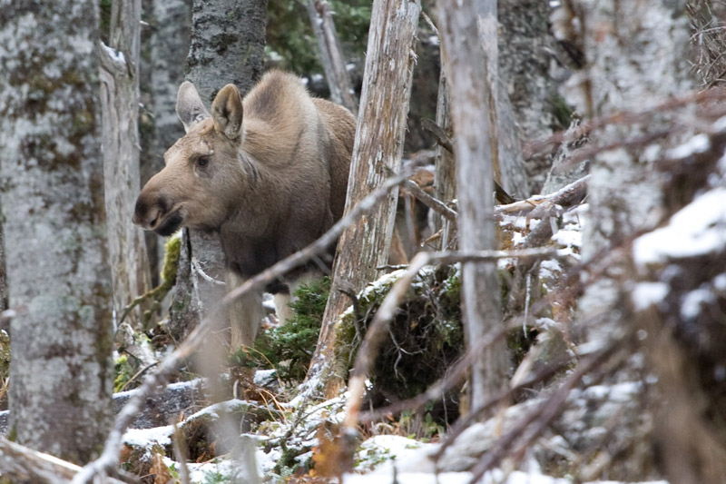 Moose