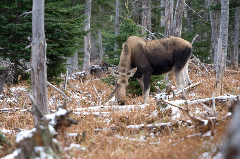 Moose