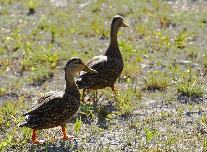 Mottled Duck