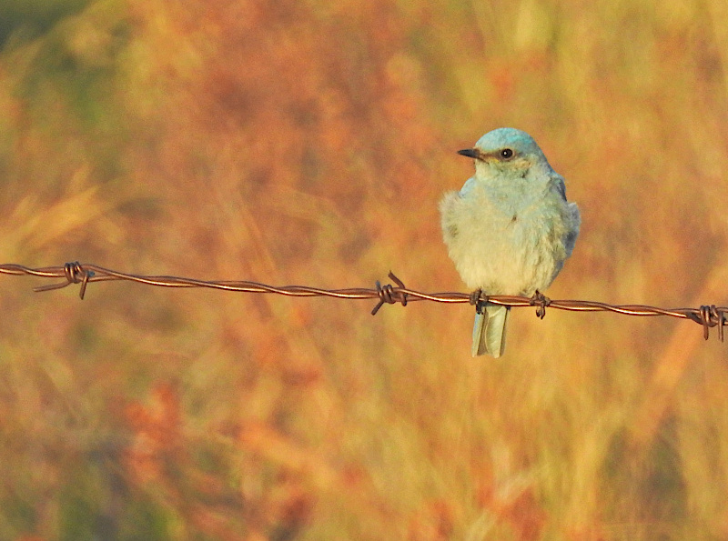 Mountain Bluebird