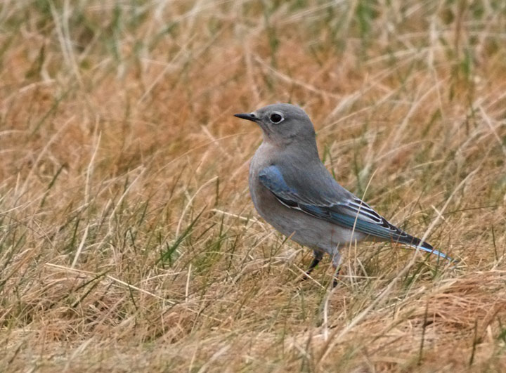 Mountain Bluebird