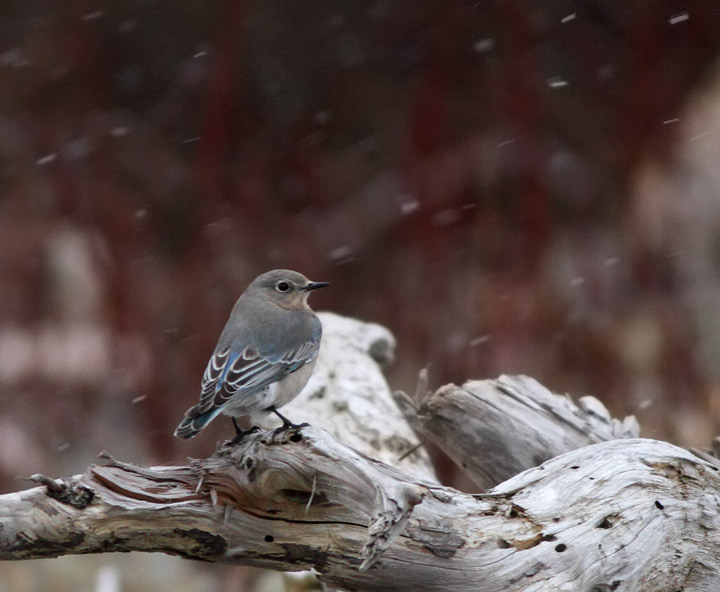 Mountain Bluebird