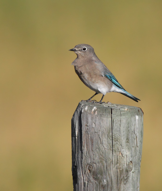 Mountain Bluebird