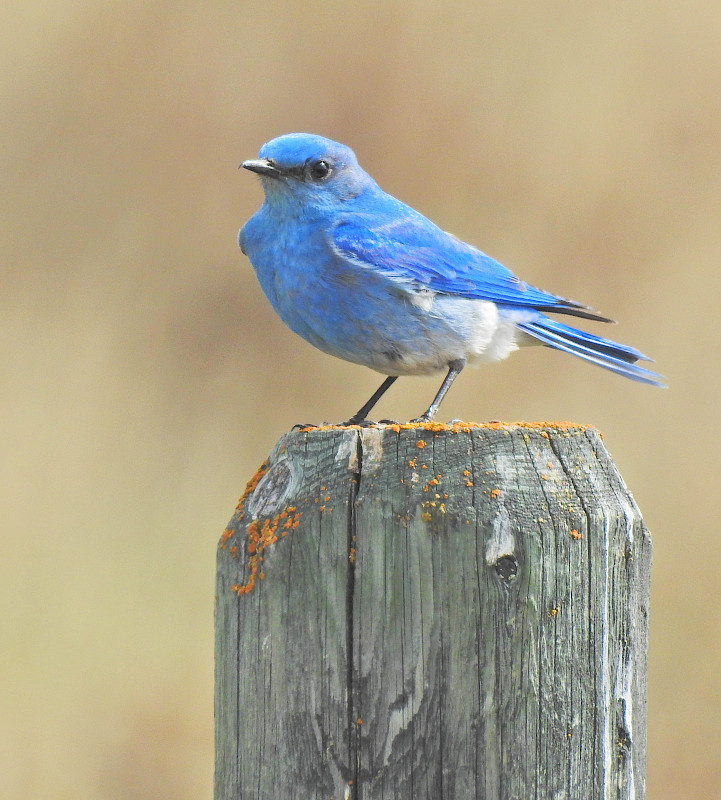Mountain Bluebird