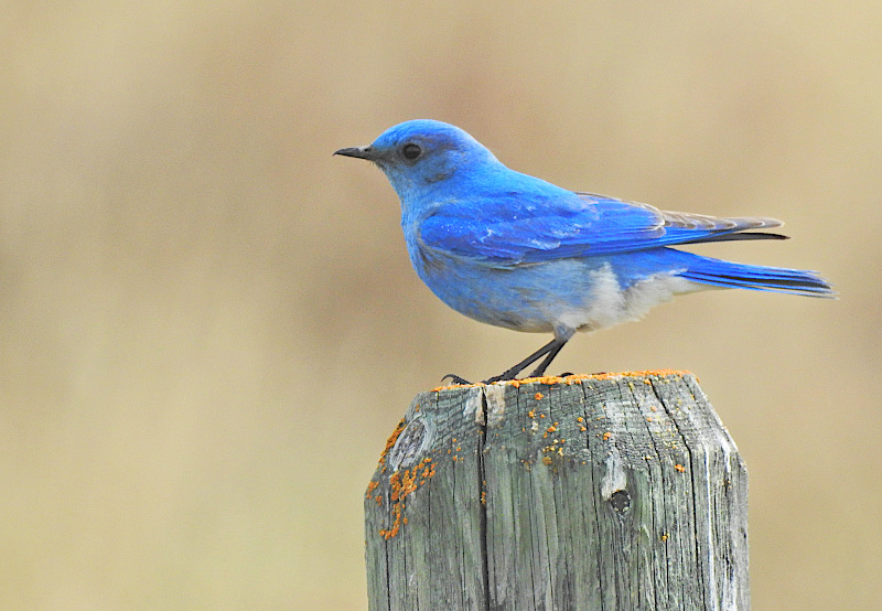 Mountain Bluebird