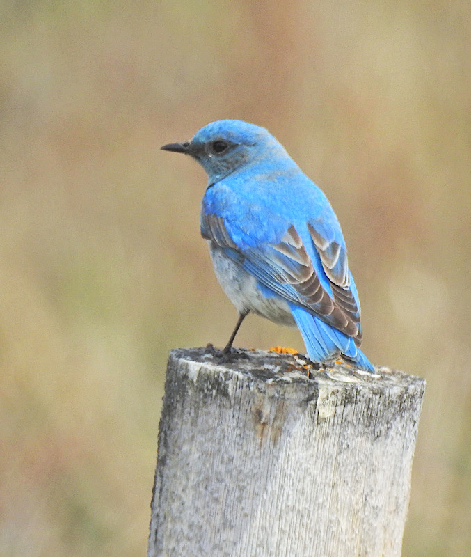 Mountain Bluebird
