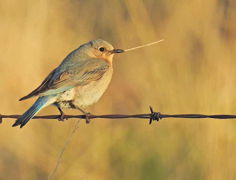 Mountain Bluebird