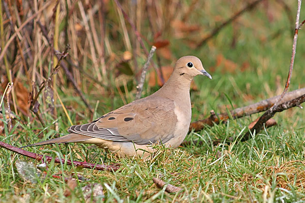 Mourning Dove