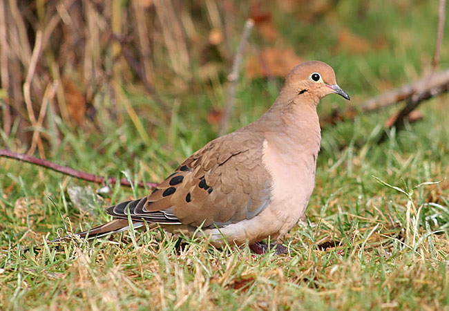 Mourning Dove
