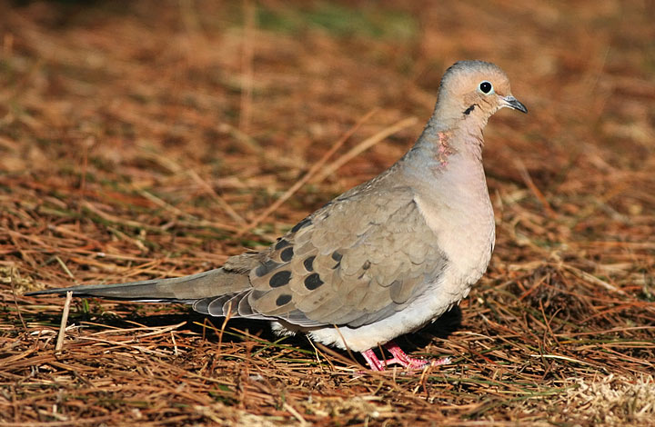 Mourning Dove