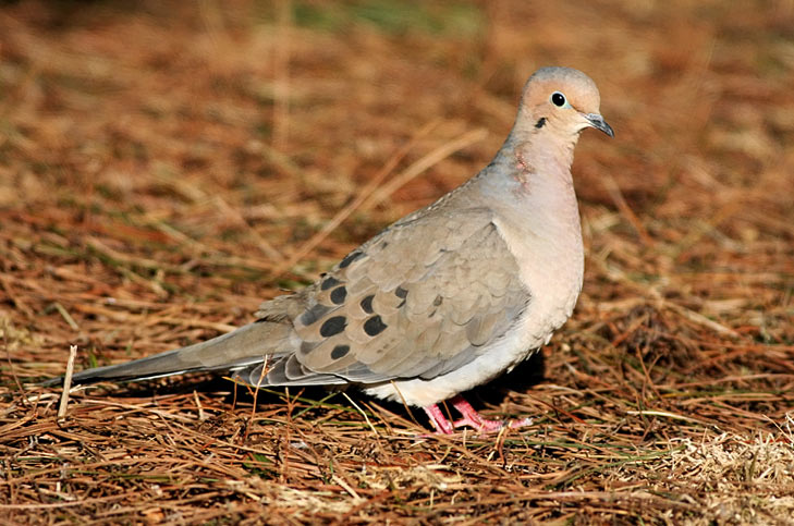 Mourning Dove
