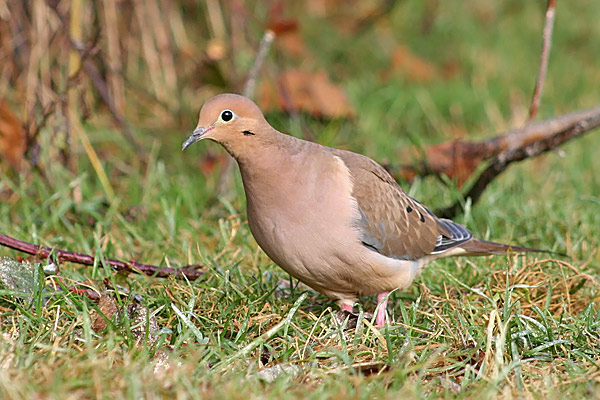 Mourning Dove