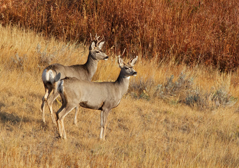 Mule Deer