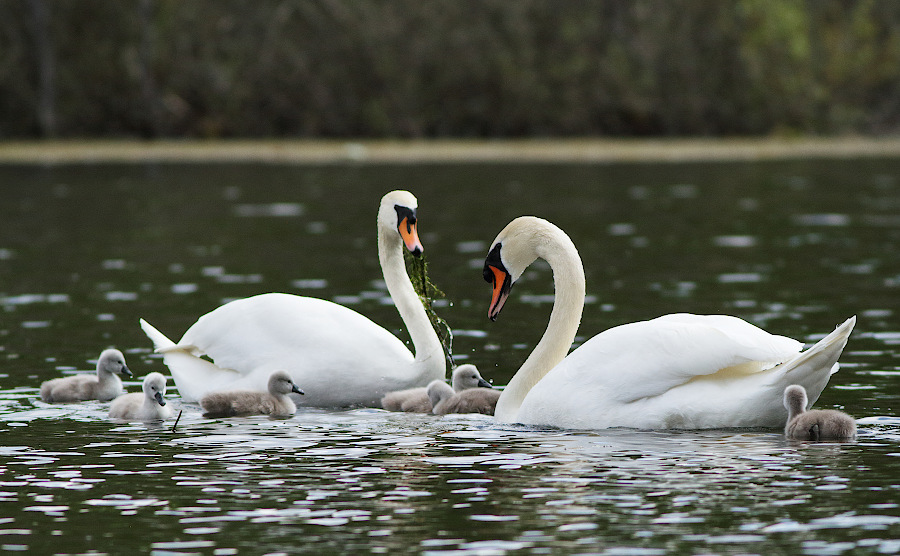 Mute Swan