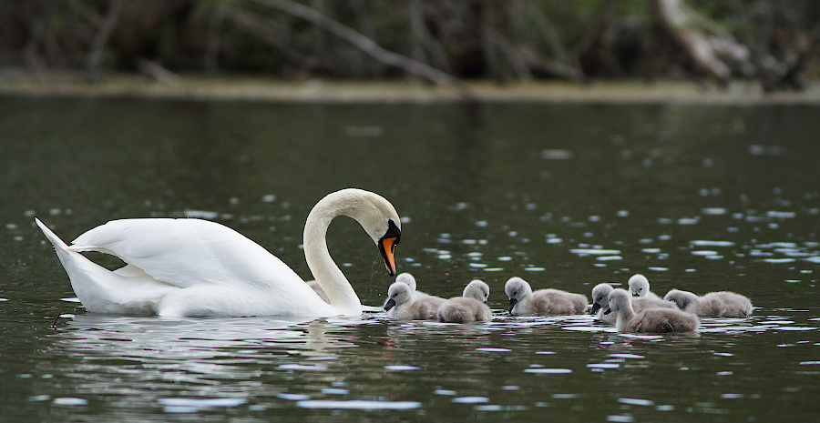 Mute Swan
