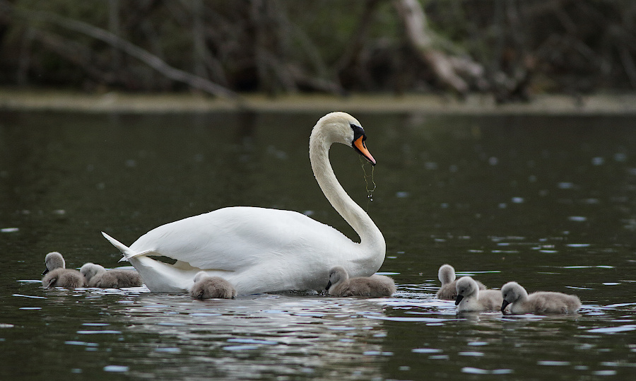 Mute Swan