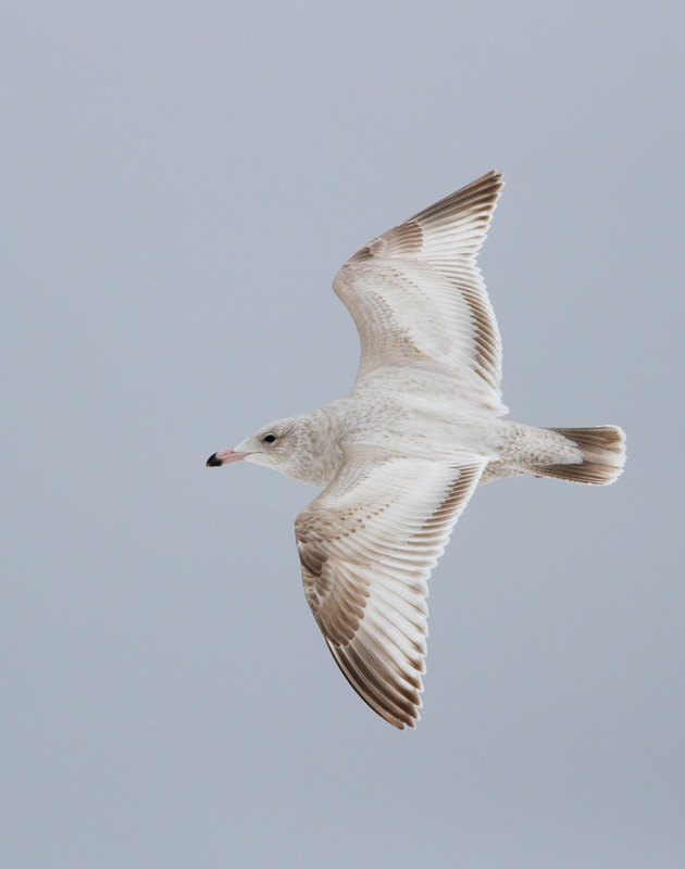 Glaucous X Herring Gull