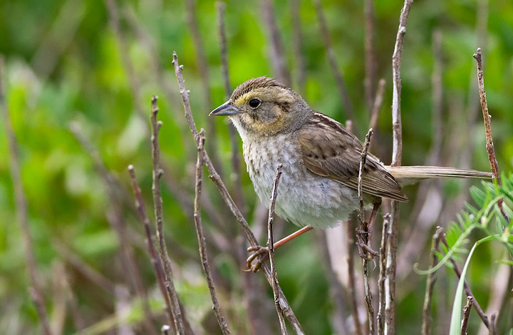 Nelson's Sparrow