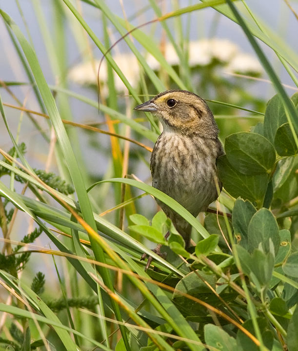 Nelson's Sparrow