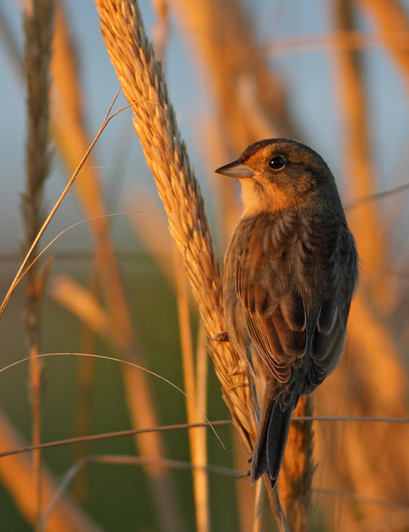 Nelson's Sparrow