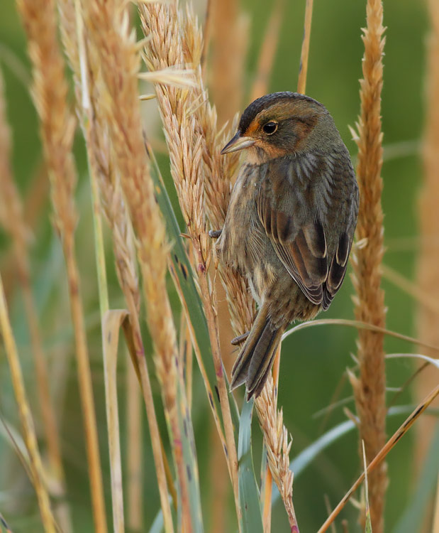 Nelson's Sparrow